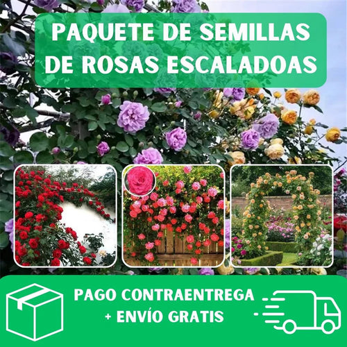 SEMILLAS
